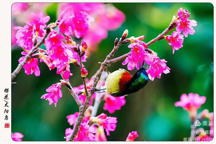 花城花鸟秀(原创)